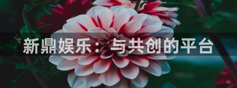 长运娱乐平台注册：新鼎娱乐：与共创的平台